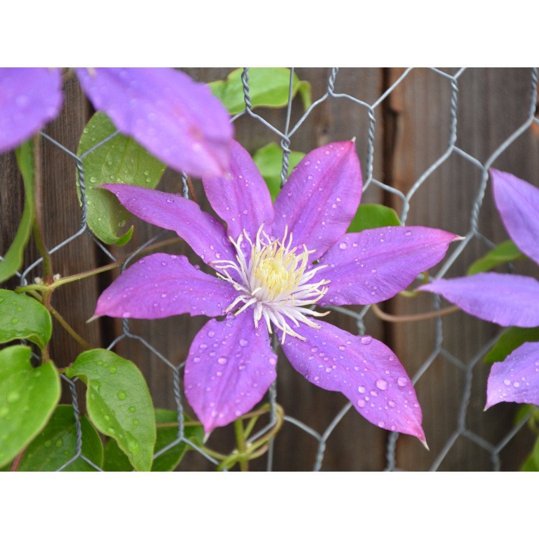 我家的花之五 铁线莲clematis