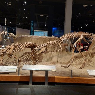 恐龙化石博物馆...