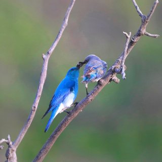 蓝鸟👀