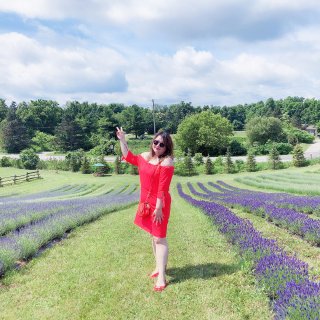 Kelso lavender farm