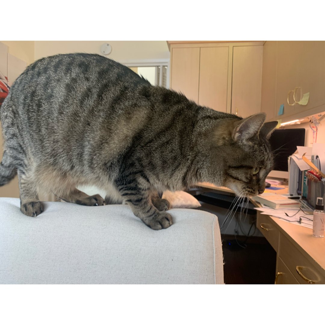 可爱的大肥猫