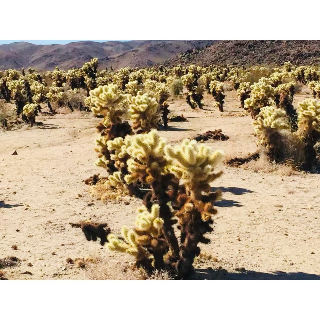 cholla cactus garden