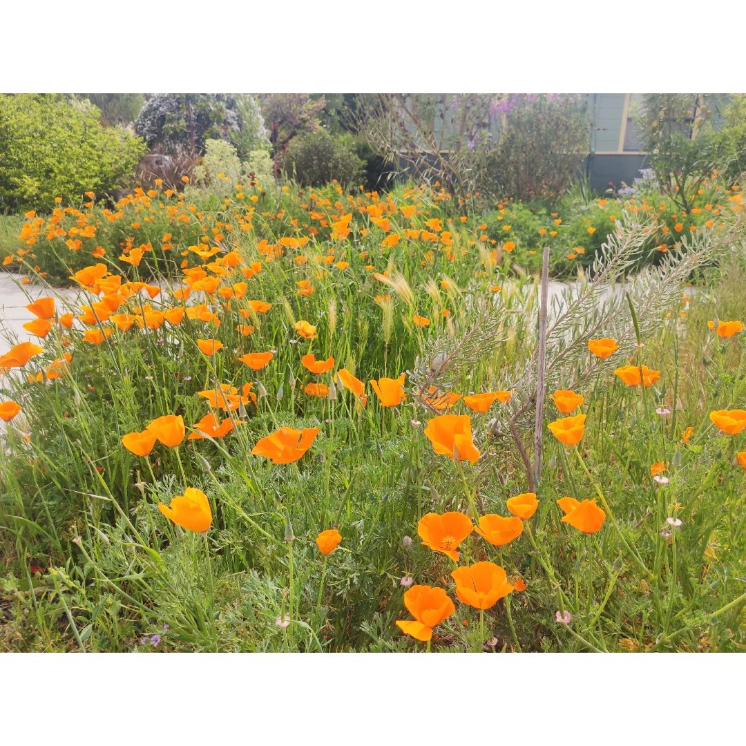 california poppy