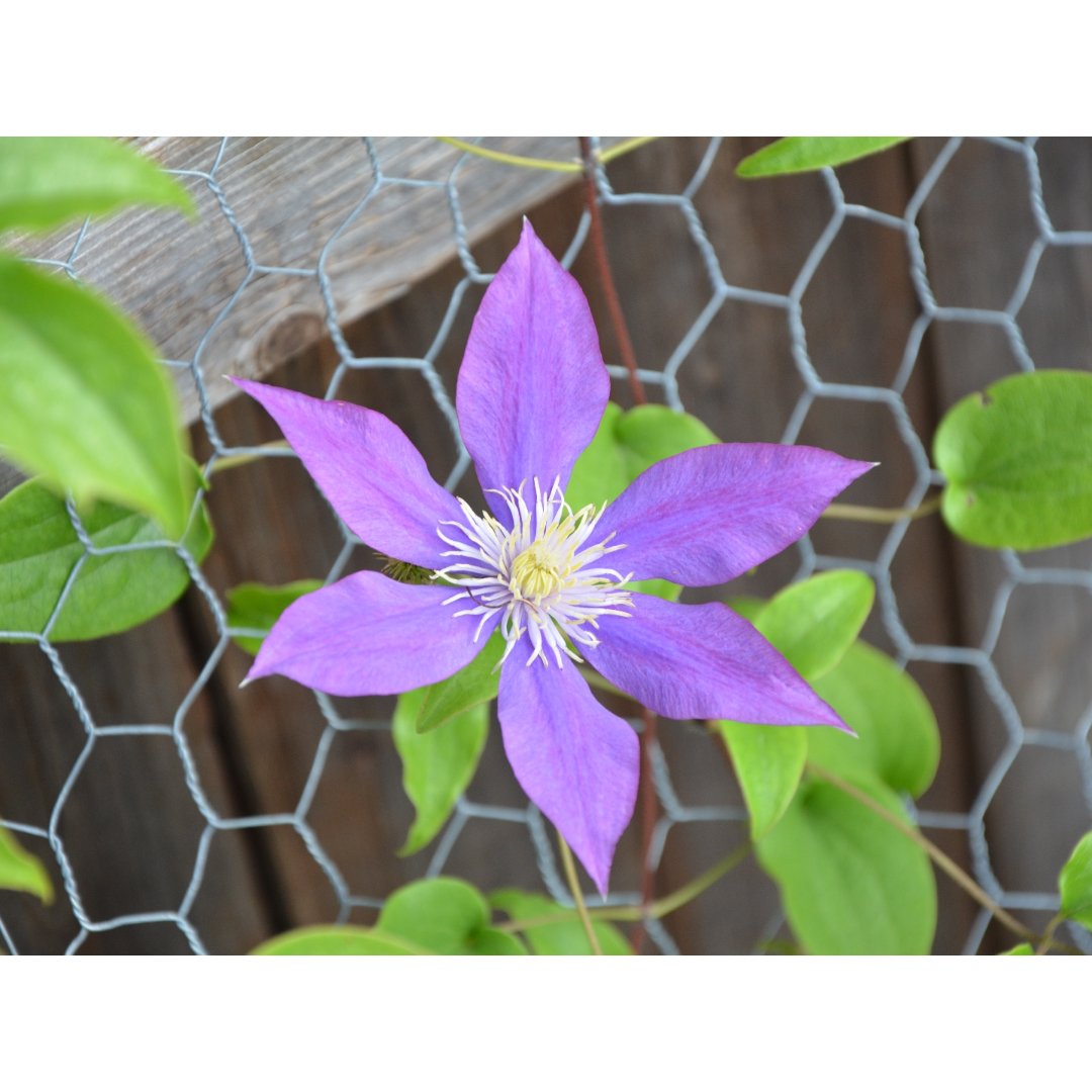 我家的花之五 铁线莲clematis