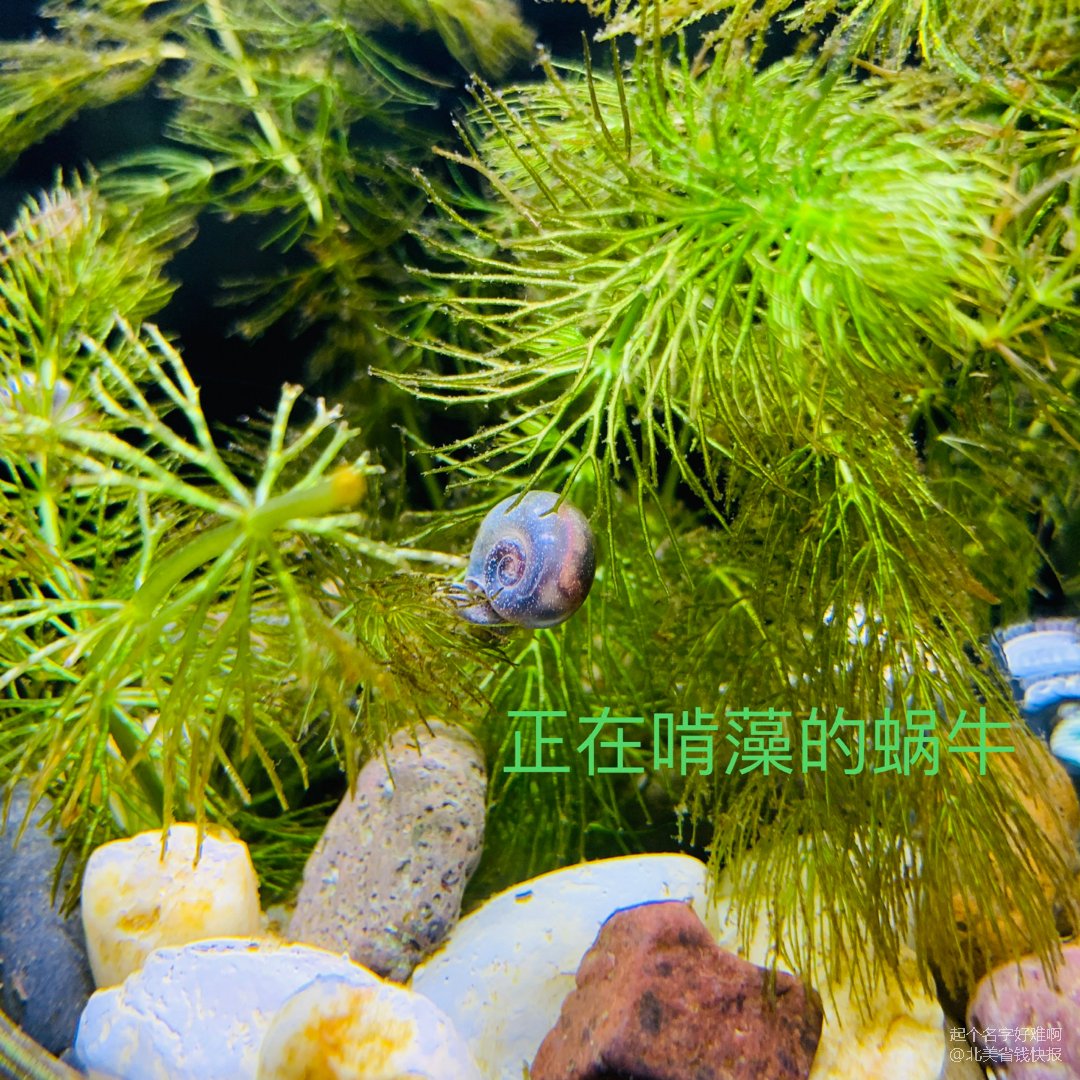 养鱼笔记鱼缸中的蜗牛去还是留