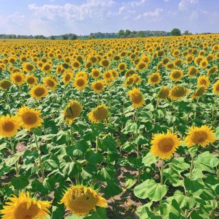 赶尾班车去打卡多伦多北面超大向日葵农场🌻...