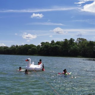 75inch giant swan