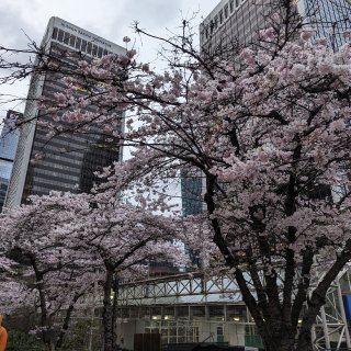春天就该是樱花+美食...