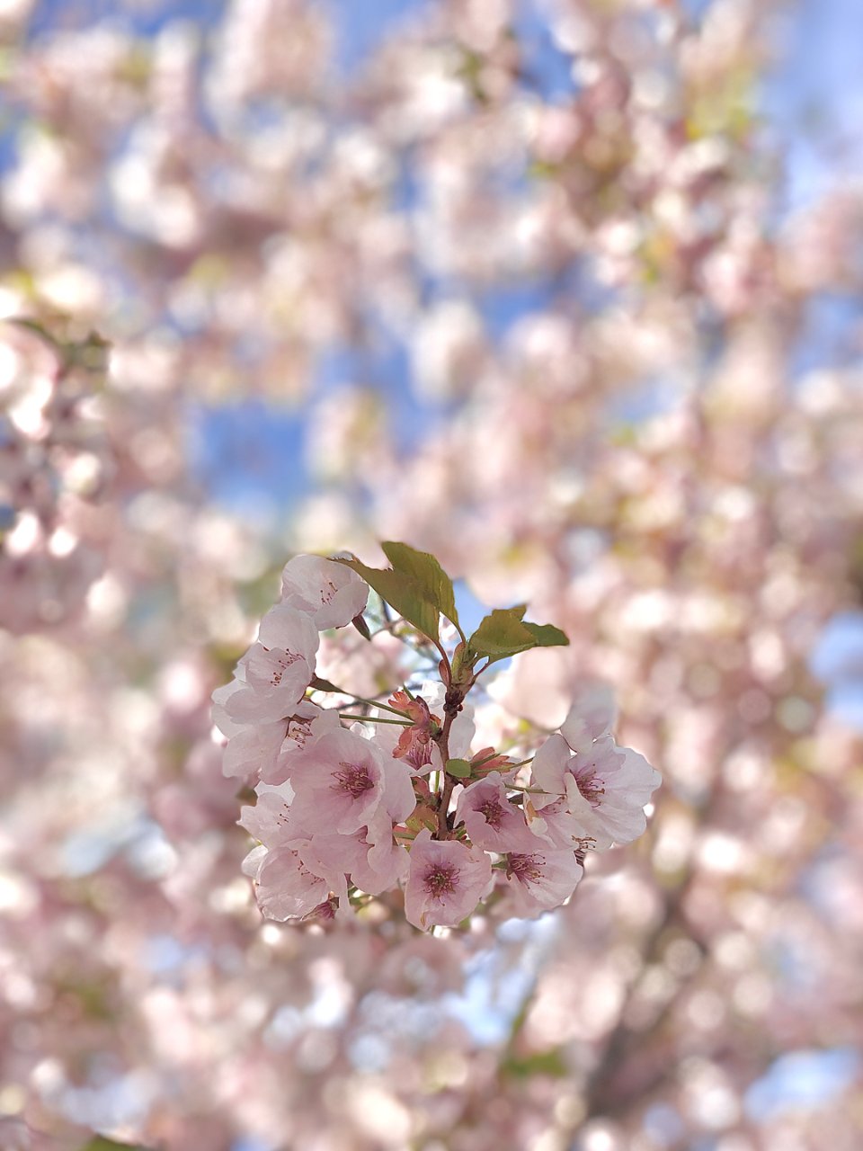 多伦多每年赏樱花的日子...