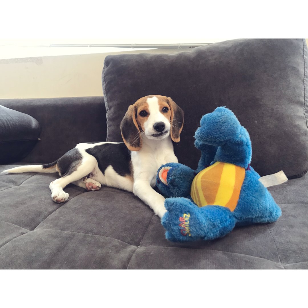 比格犬 之 选一条适合自己的.