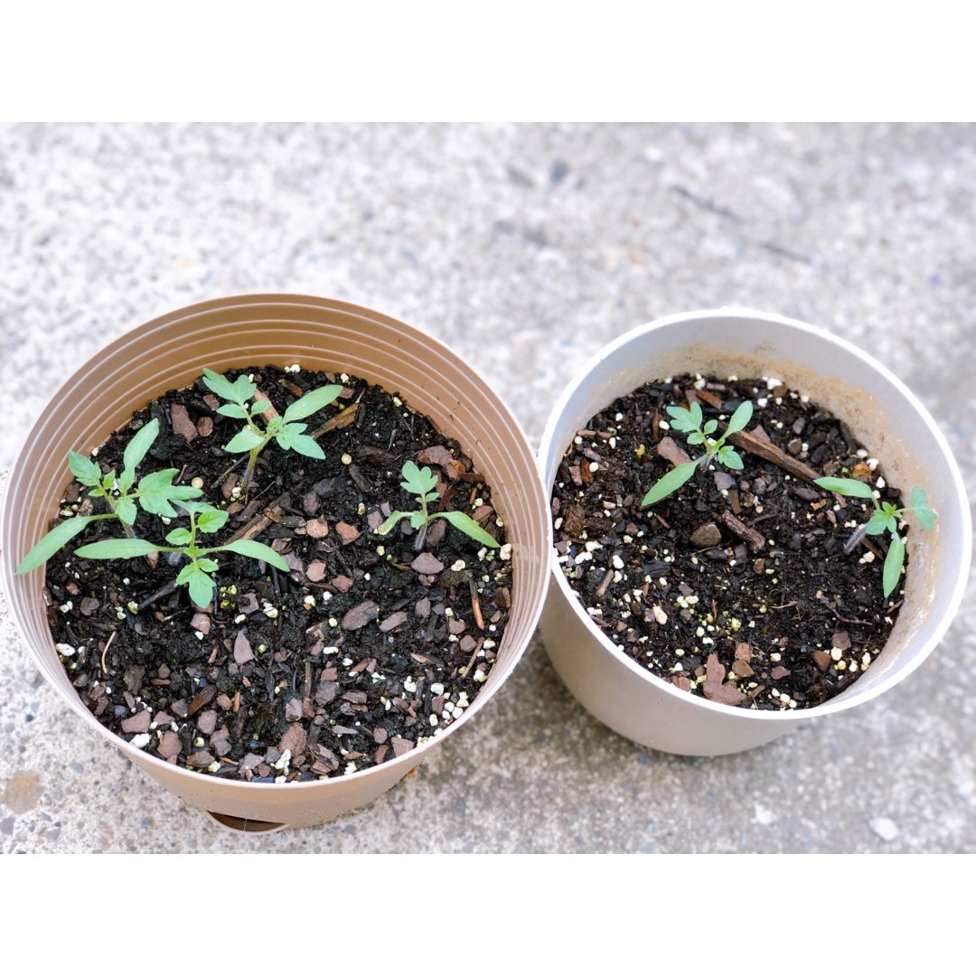 13小黄番茄新鲜种子发芽