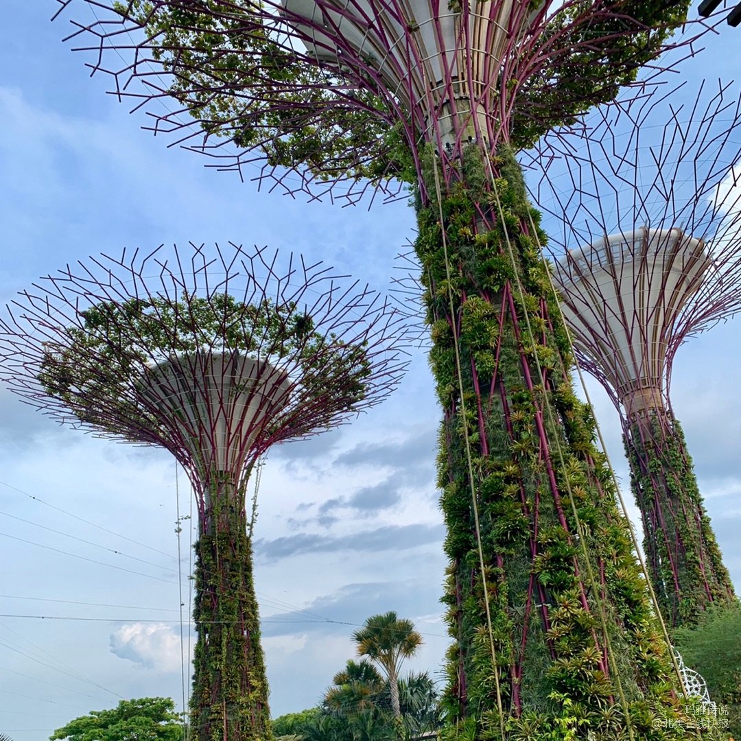 新加坡必去景点:星光璀璨的天空树supertree