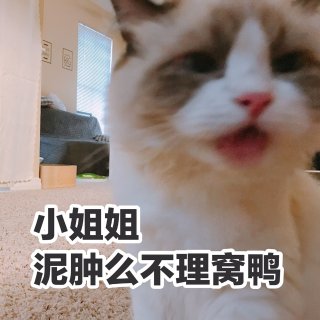 布偶猫用品推荐：白色🐱沐浴清洁必备增白套...