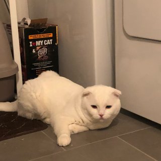 朋友的大白猫养得超好...