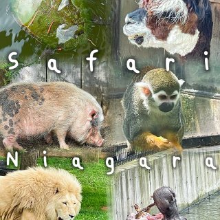 纪念一下下雨天去的瀑布动物园Safari...