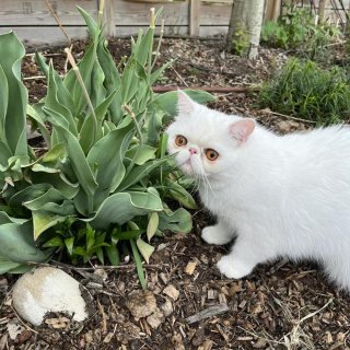 猫猫➕鲜花💐