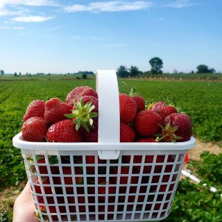 安大略农场的采摘草莓季🍓即将开始！...