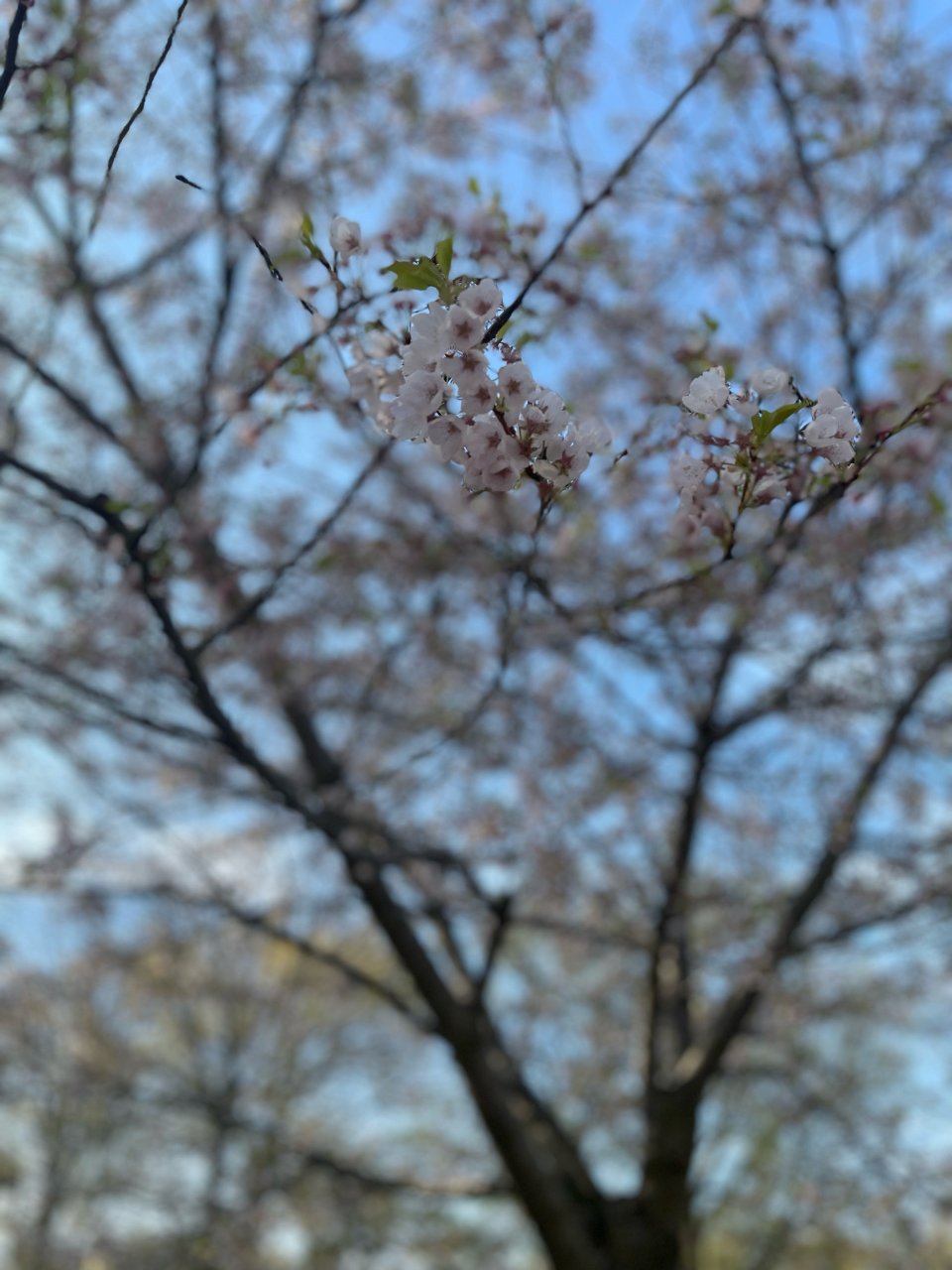 湖心岛樱花🌸