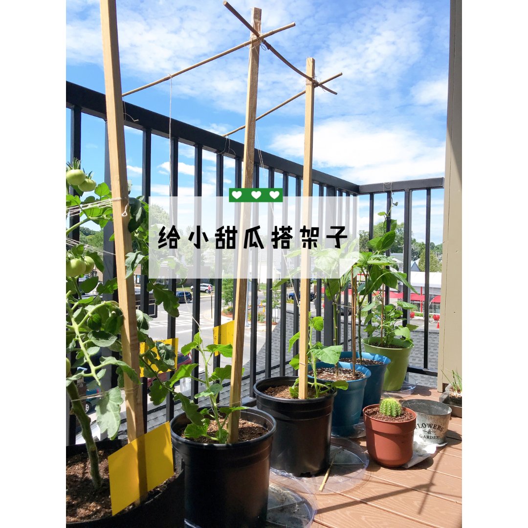 阳台种植给小甜瓜苗搭架