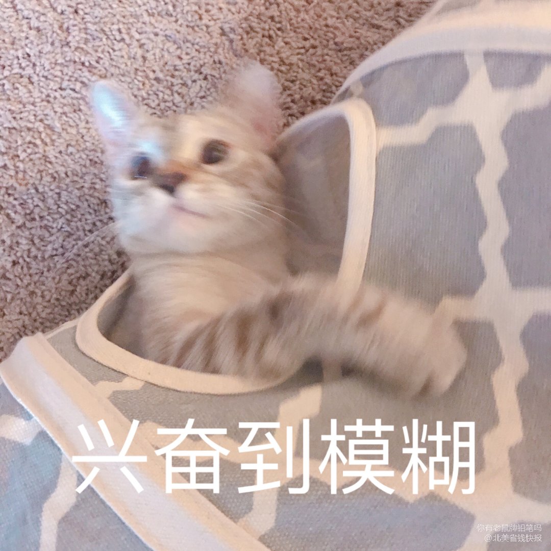 兴奋到模糊.jpg—猫咪体力消耗大作战