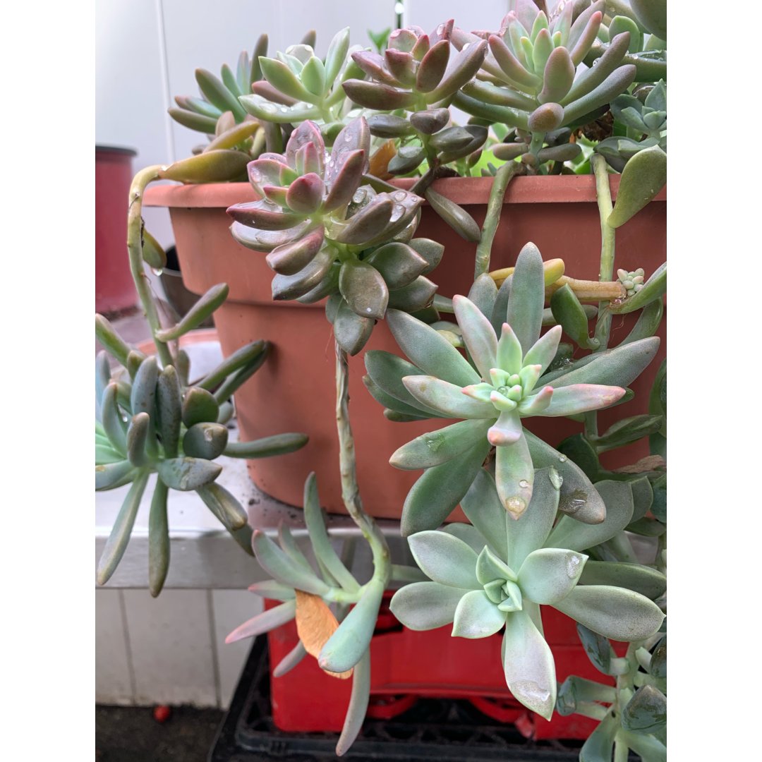 多肉植物~花名"秋丽"