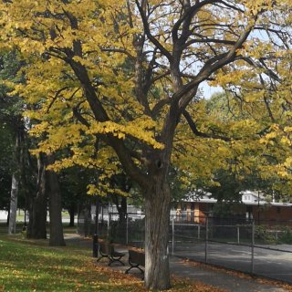 如梦如幻的秋天到来，最爱的枫树各种颜色的...