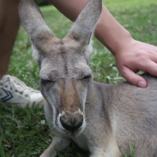 Australia Zoo 超可爱动物园...