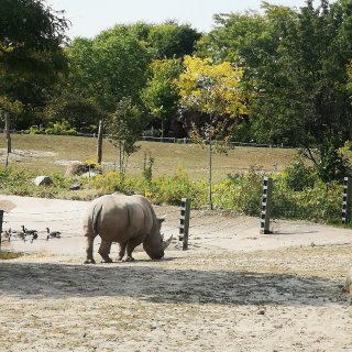 多伦多动物园6月19日重开了🐯🦁🐵...
