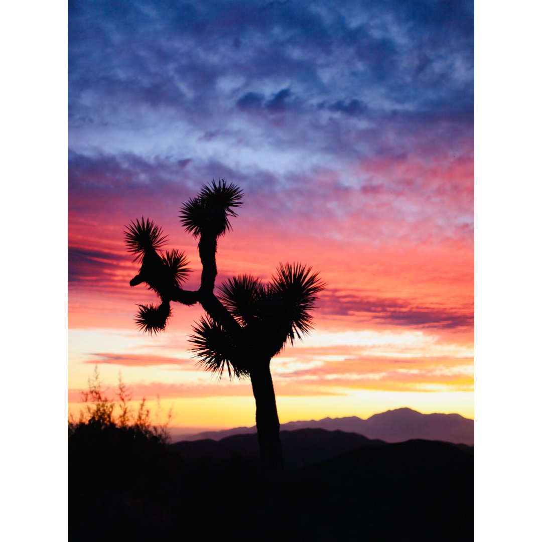 joshuatree荒漠的黄昏有着世上最温柔的夕阳