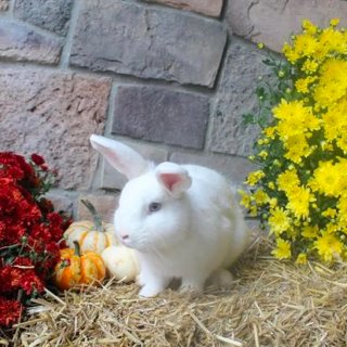 领养替代购买！可爱的小兔兔免费带回家！...
