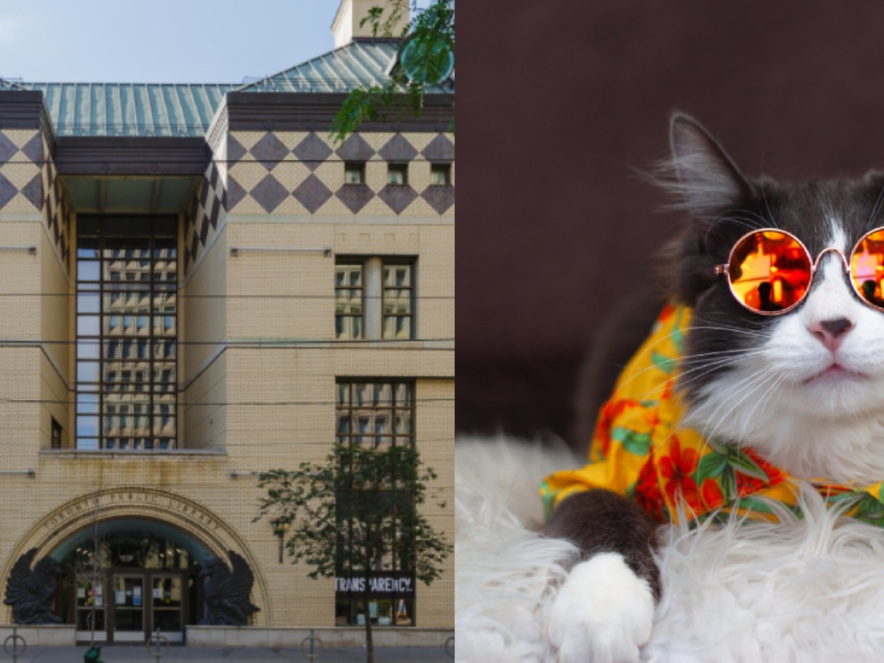 你最可爱的猫咪照片🐱可以放到多伦多图书馆...