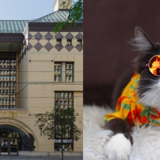 你最可爱的猫咪照片🐱可以放到多伦多图书馆...