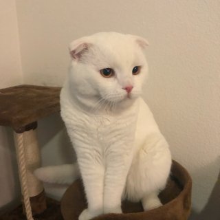 朋友的大白猫养得超好...