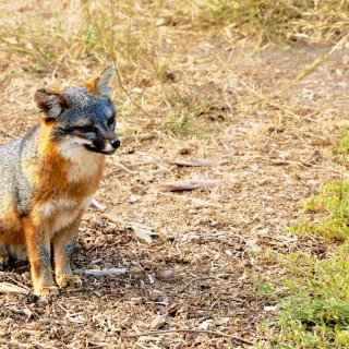 海峡群岛国家公园之最可爱的小狐狸...