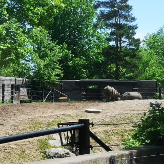 多伦多动物园的“自驾游”🚗...