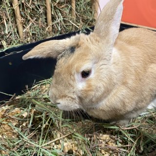 二次打卡温哥华的Bunny Cafe🐰...