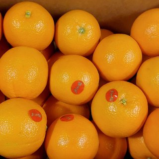 冬天里的各类橙子...