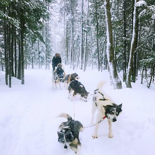 魁北克不知名莱维斯小镇❄️第一次玩雪橇犬...