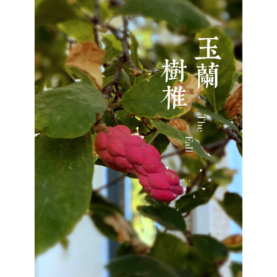 玉兰花的果实叫做聚合果
