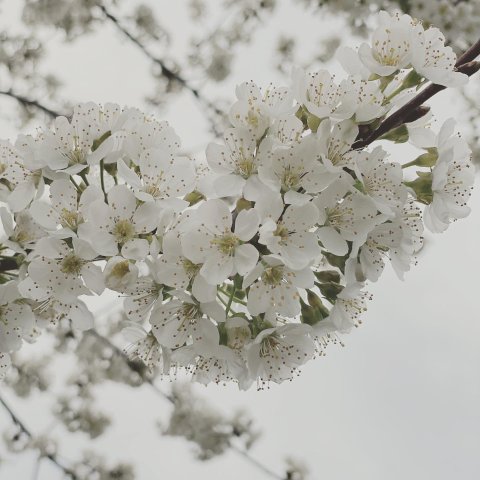 很多朋友说是樱花树，白色樱花别有味道