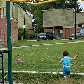追着兔子跑的野孩子和逗着孩子玩的野兔子...
