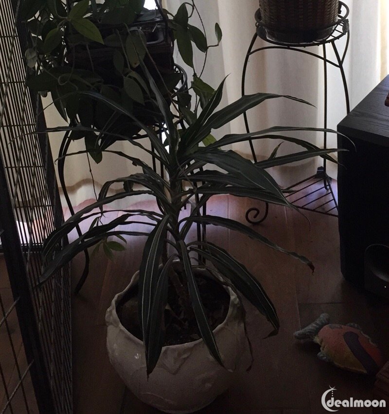 spider plant