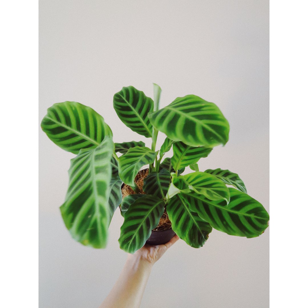 绿背天鹅绒竹芋
