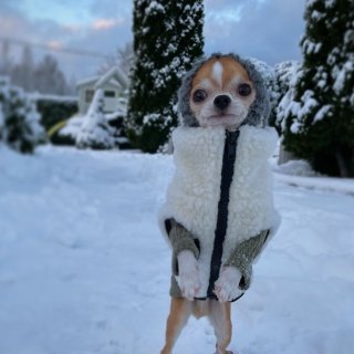 🐕狗子冬天也得穿夹克！...