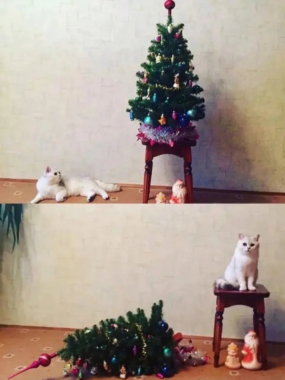 猫猫和圣诞树不兼容...