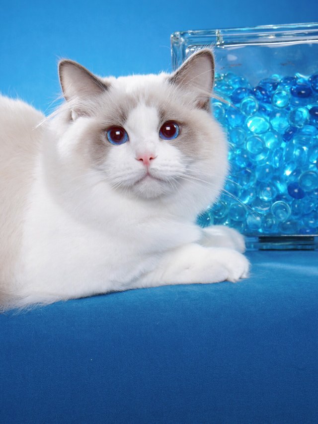 baobao的好基友：蓝双布偶猫Honey🍯