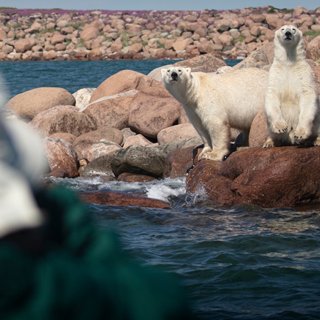 超可爱的北极熊旅馆🐻‍❄️还有白鲸➕极光...