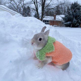兔兔过冬置办！...