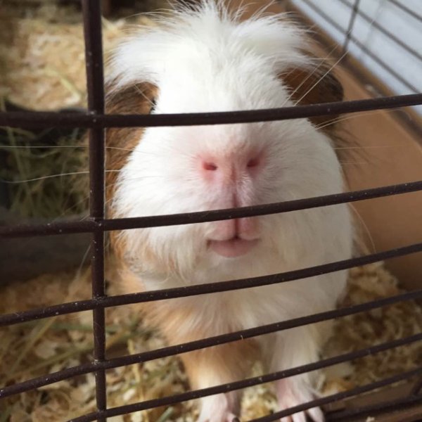发布了晒货4年前 家有萌宠第二篇之guinea pig