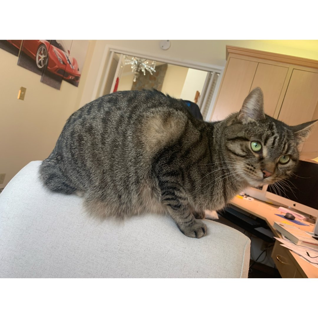 可爱的大肥猫